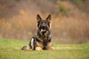45 Minute Dog Walk.