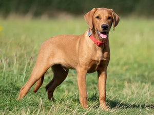 30 Minute Dog Walk